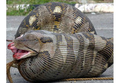 What is the deadliest snake in the world?